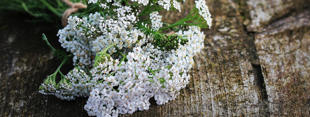 Coada soricelului pentru hemoroizi - O soluție naturală eficientă