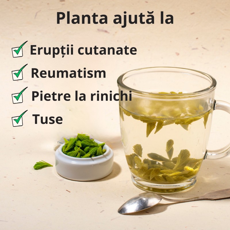 Varfuri de Pin - 50g