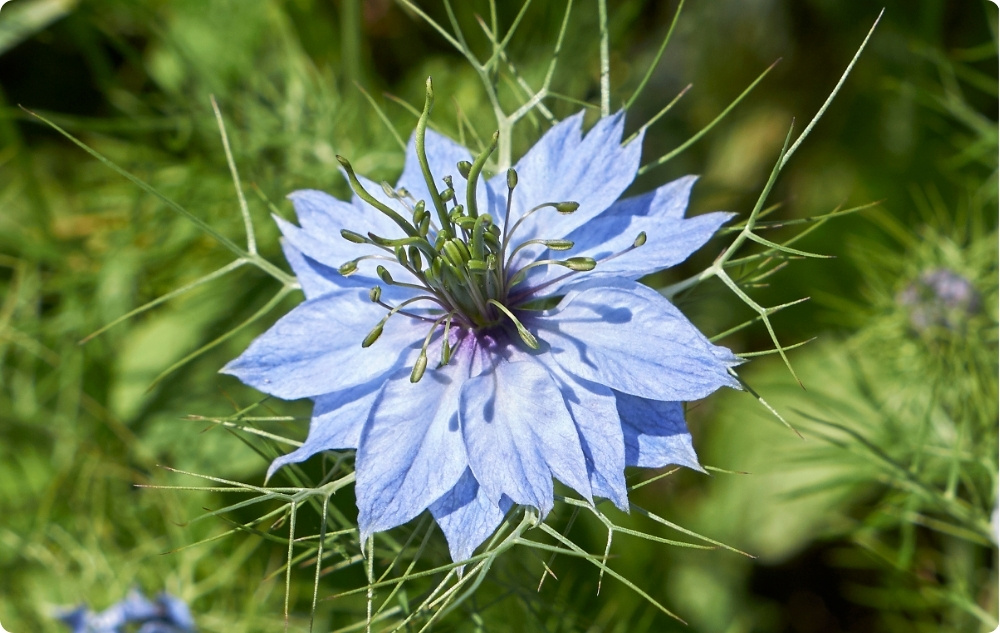 La ce ajută Uleiul de Chimen Negru purtător?