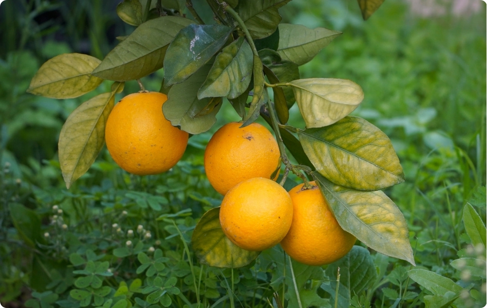 La ce ajută Uleiul Esențial de Clementina?