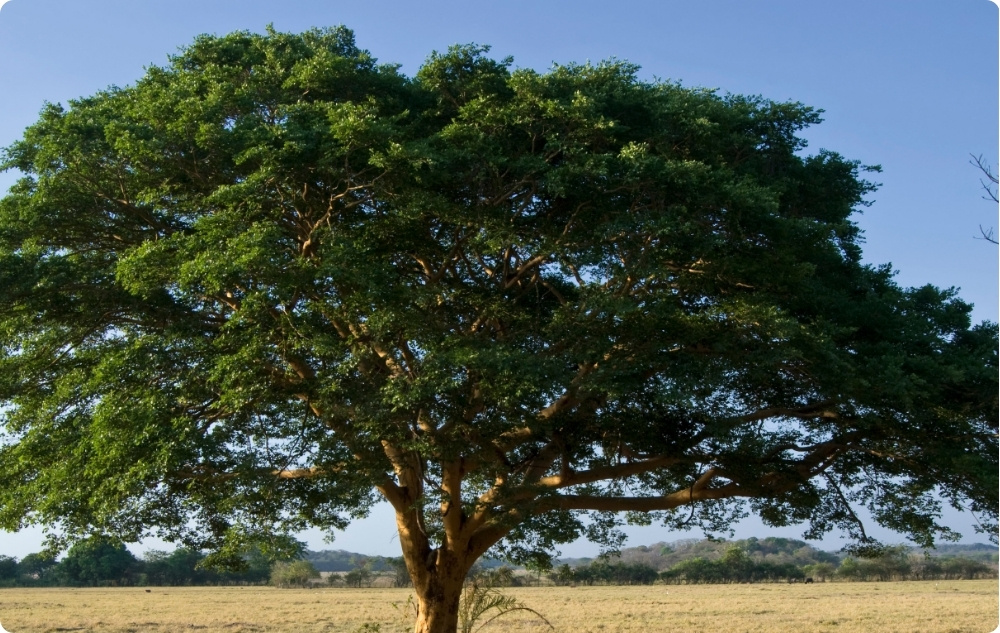 La ce ajută Uleiul Esențial de Copaiba?