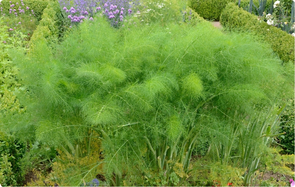 La ce ajută Uleiul Esențial de Mărar?