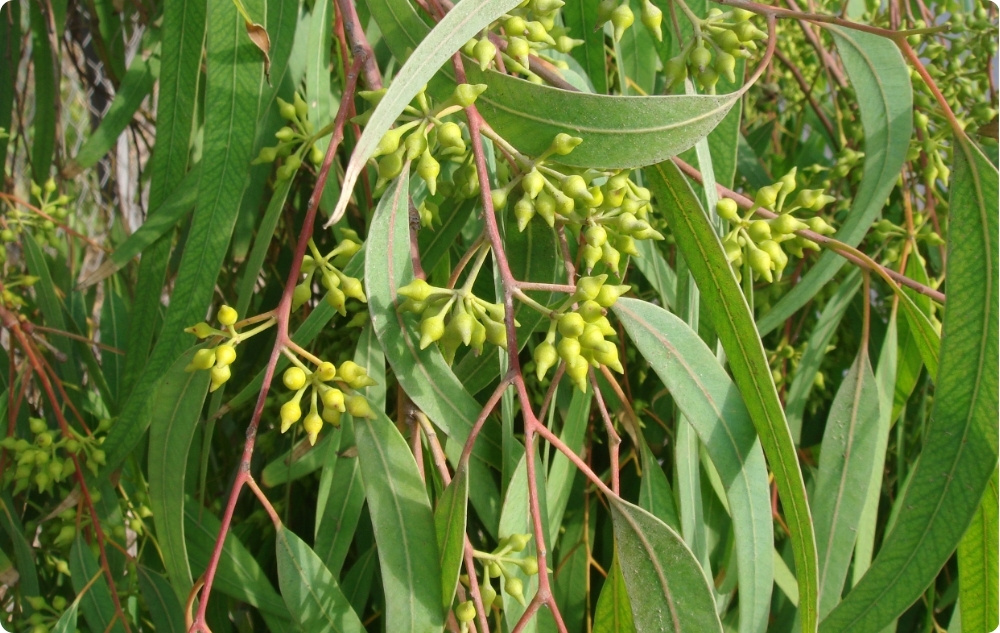 La ce ajută uleiul Esențial de Eucalipt Globulus?