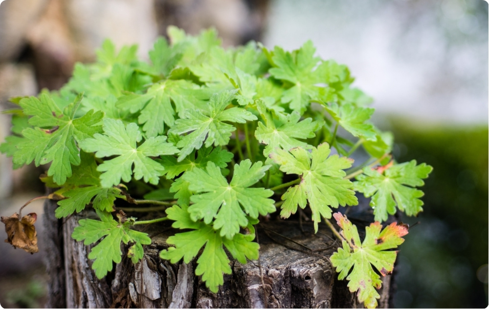 Cu ce ajută apa Florală de Geranium?