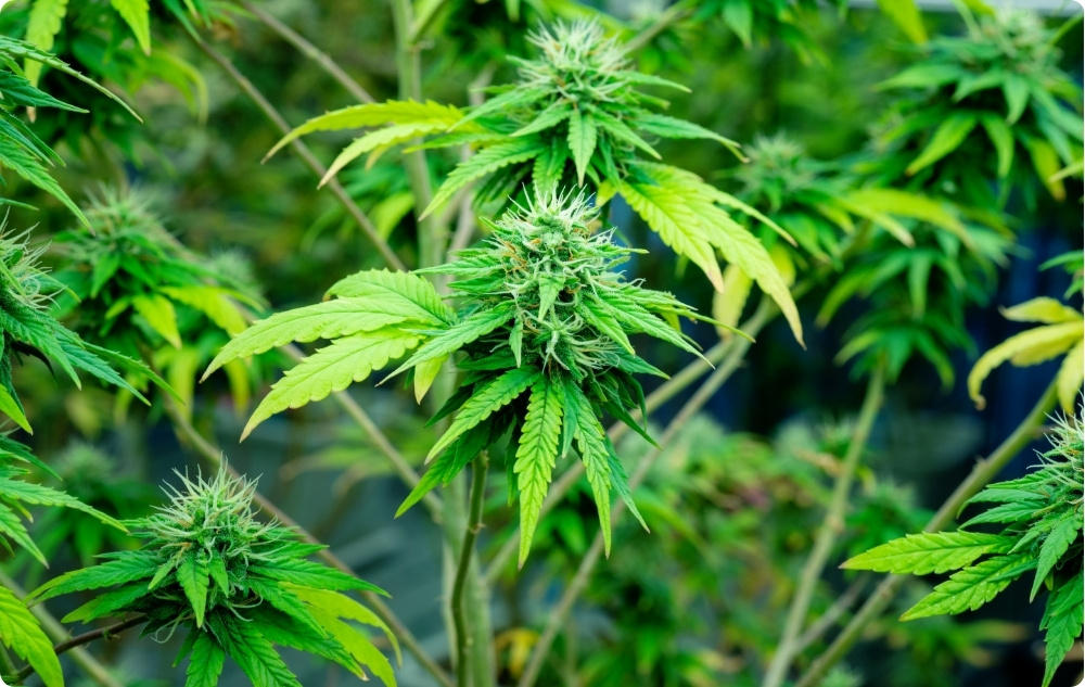 La ce ajută Uleiul purtător din Semințe de Cânepă?