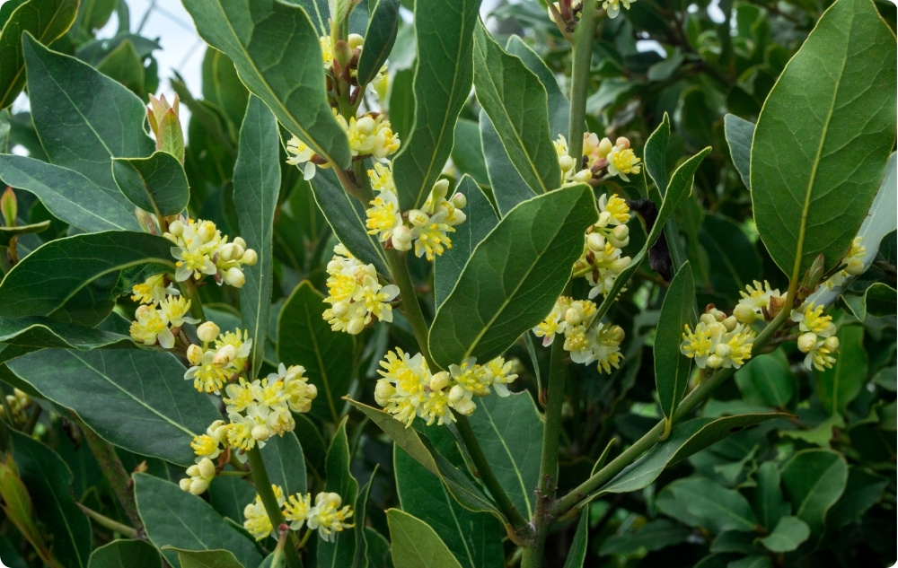 La ce ajută uleiul Esențial de Dafin?