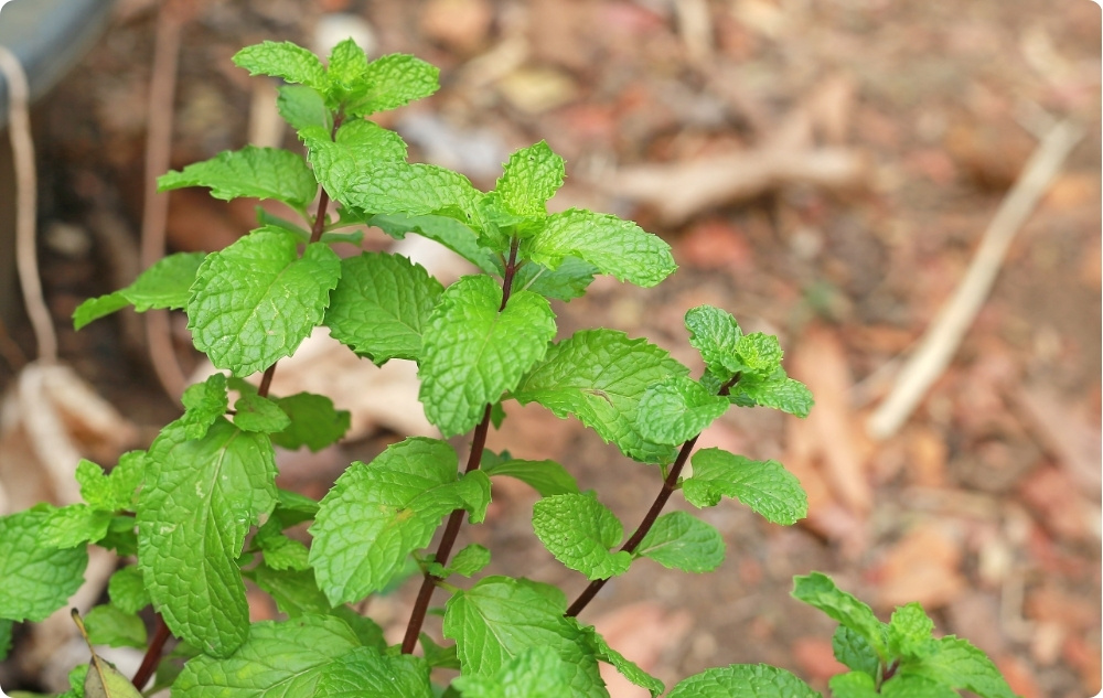 Cu ce ​​ajută apa Florală de Roiniță?