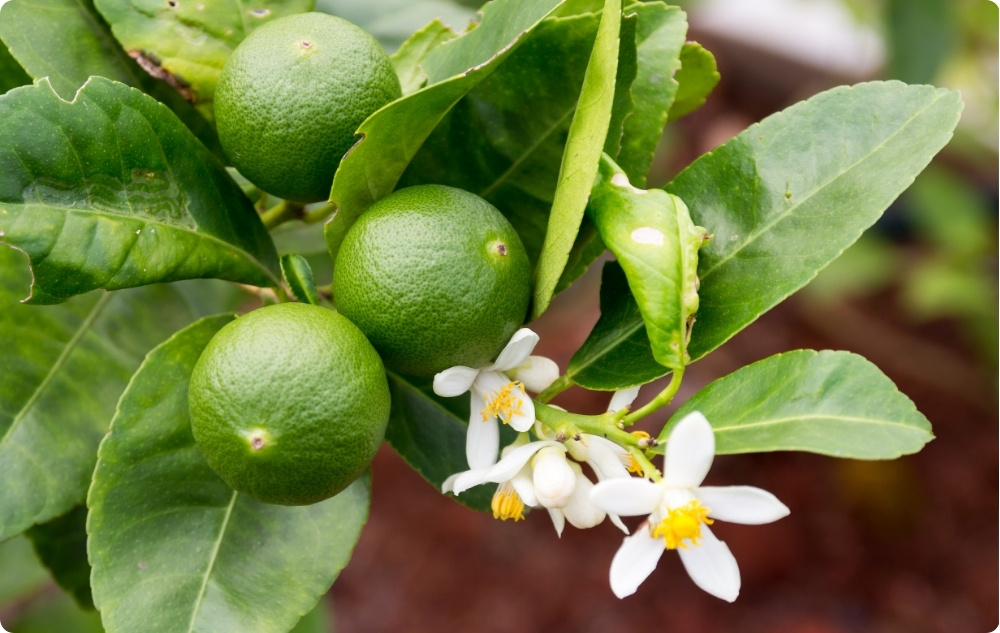 La ce ajută uleiul Esențial de Lime?