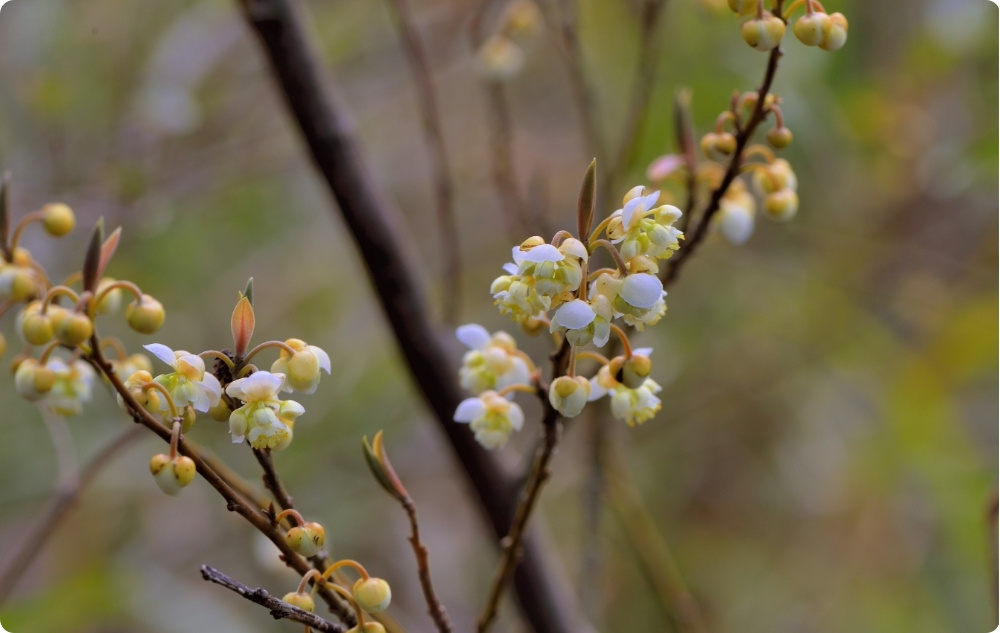 La ce ajută uleiul Esențial Litsea Cubeba?