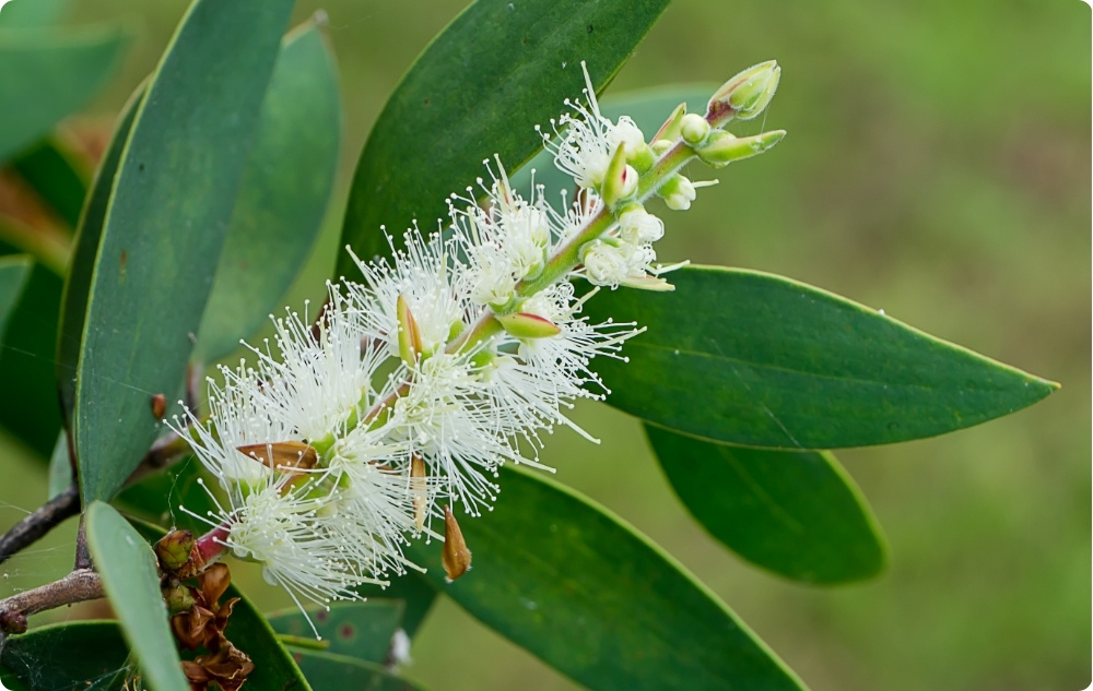 La ce ajută uleiul Esențial de Niaouli?