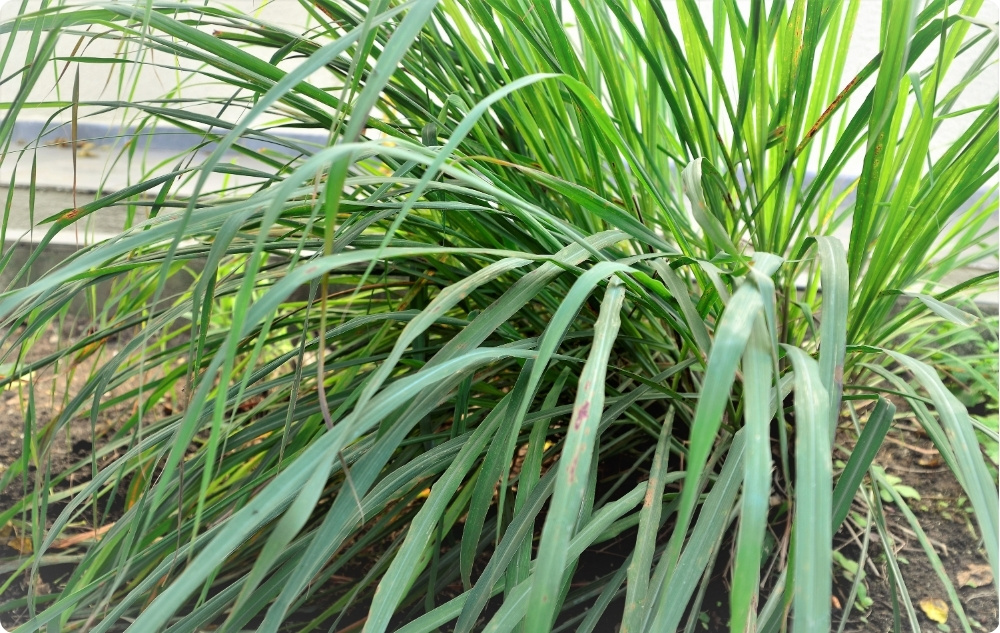 La ce ajută uleiul Esențial de Palmarosa?