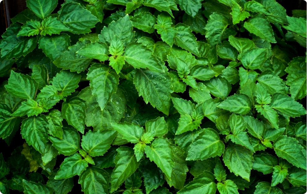 La ce ajută uleiul Esențial de Patchouli?