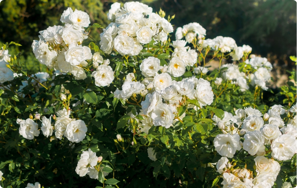 La ce ajută Apa de trandafiri Rosa Alba?
