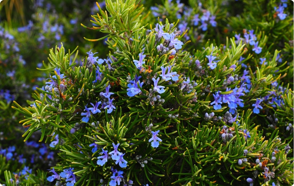 La ce ajută uleiul Esențial de Rozmarin Cineol?