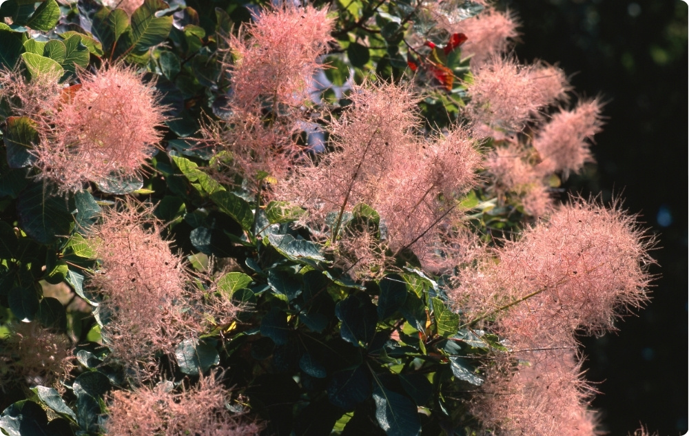 Cu ce ajută apa Florală Cotinus?