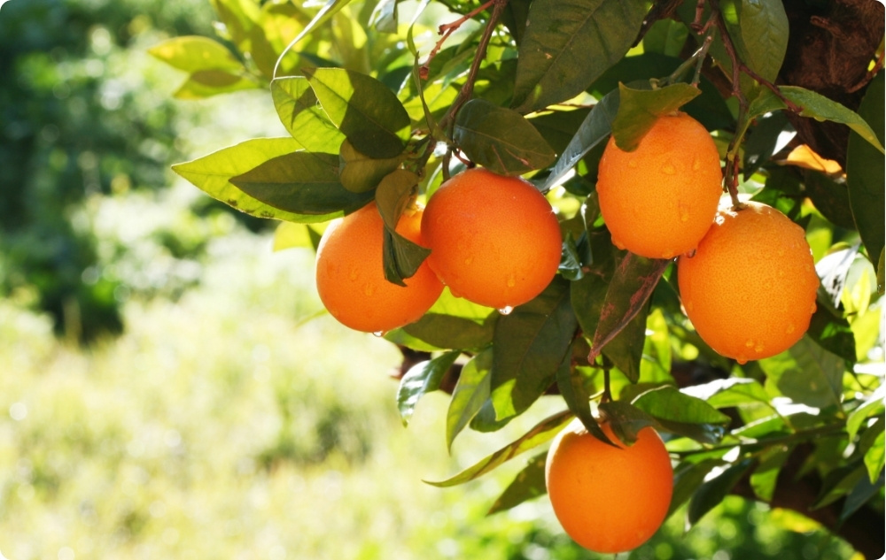 La ce ajută uleiul Esențial de Portocale Dulce?