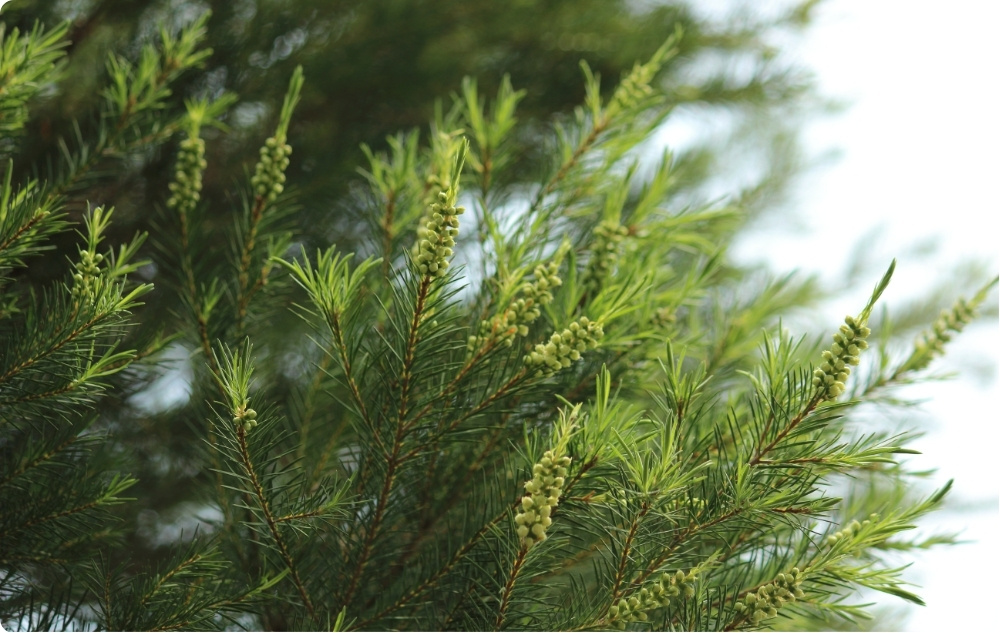 La ce ajută Arbore de Ceai Ulei esențial?