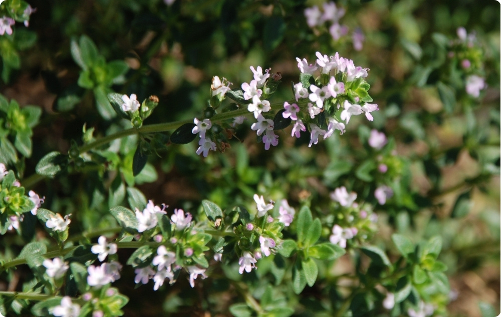 La ce ajută uleiul Esențial de Cimbru Timol?