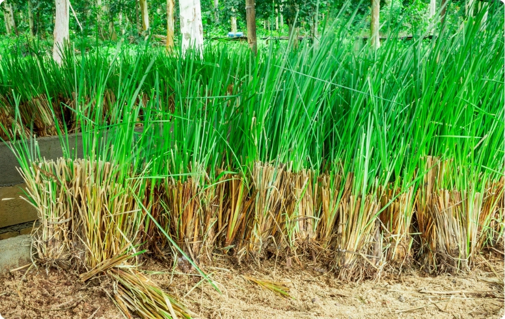 Cu ce ​​ajută uleiul Esențial de Vetiver?