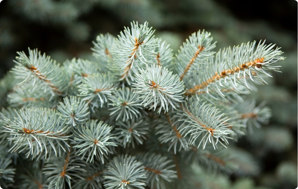 La ce ajută uleiul Esențial de Brad Alb?