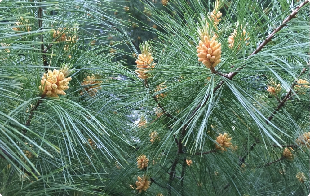 De ce am ales uleiurile Esențiale de Migdale Dulci, pin și Brad Alb?