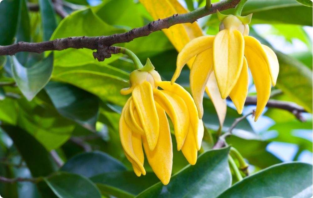 La ce ajută uleiul Esențial de Ylang Ylang?