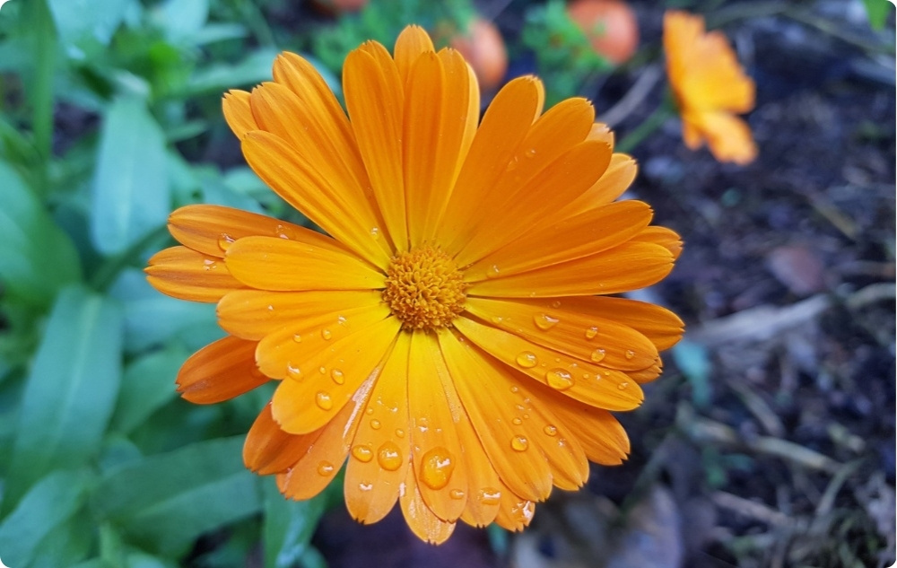 Balsam Regenerant Pentru Animale de Companie cu Calendula - 40ml