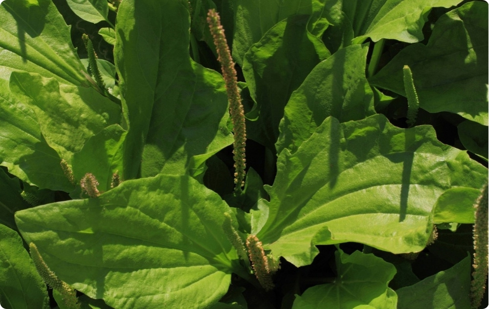 Balsam Anti Iritație Pentru Animale de Companie cu Pătlagină - 40ml